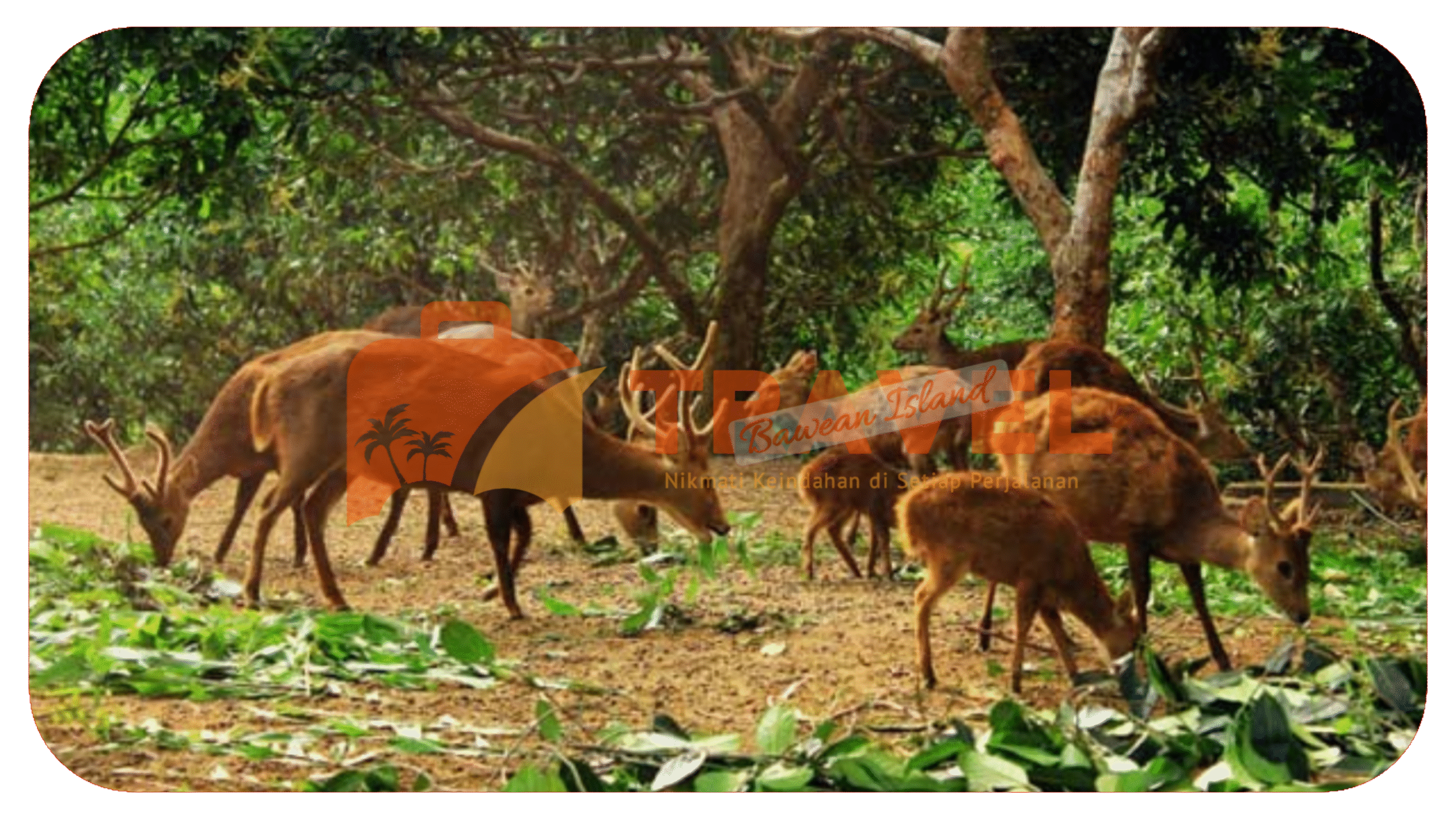 Travel%20Bawean%20Island